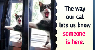15 Pets Who Know Exactly How to Add a Little Crazy to Their Owners’ Lives