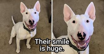 23 Reasons to Not Adopt a Bull Terrier (Spoiler Alert: There Are Way Too Many Cuddles Required)