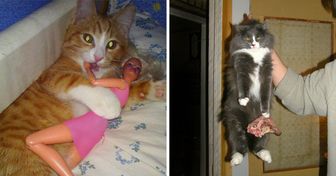 22 Animals Who Are Masters of Surprise