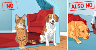 10+ Pets That Shouldn’t Live Together Even If They Seem Fine