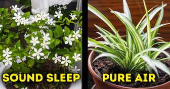 Best Indoor Plants | 15 Plants That Are Good for Your Health