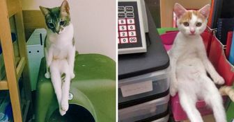 19 Animals Who’ve Mastered the Art of Sitting