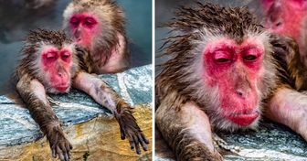 Japanese Monkeys De-stress in Their Own Spa, and Their Expressions Are Priceless
