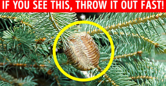If You See This on Your Christmas Tree, Throw It Out ASAP