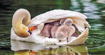 22 Animal Moms That Conquered Us With Their Tenderness