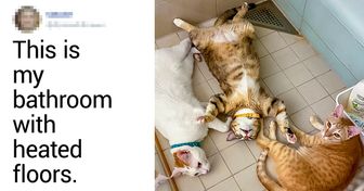20+ Photos Showing the Amazing Changes That Come With Fluffy Paws