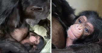 A Mama Chimp Was Reunited With Her Baby After a C-Section, and You Can Watch This Moment of Pure Joy
