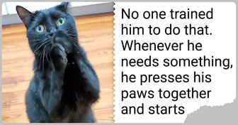 This Cat Learned to Beg in a Way That Melts People’s Hearts, and It’s Impawsible to Say “No”