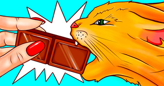 Why Cats and Dogs Can’t Eat Chocolate or Other Foods