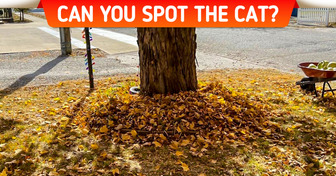 Challenge: Find the Hidden Things in These Deceiving Images That Only the Sharpest Eyes Can Spot