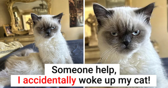 20+ Pets Who Took Humor to a Whole New Level