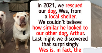 26 Animals That Could Soothe Even the Coldest Hearts
