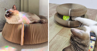 13 Ingenious Products to Upgrade Your Pet’s Comfort