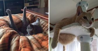 20 Cats Whose Charisma Breaks All Records