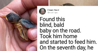 20+ Wild Animals That Were Saved by People and Became Their Best Friends