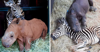 Meet a Baby Zebra and Her Rhino Friend Who Were There for Each Other in Their Darkest Time