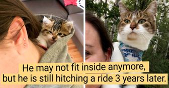 22 Animals Who Got Older but Chose Not to Grow Up