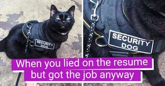 20 Pics of Cats That Were Spotted at Their Place of Work That Can Make You Want to Have a Furry Staff Too