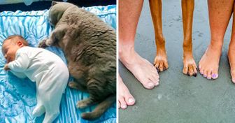 25 Pets Who Are Evolving Into Their Humans