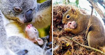 20 Adorable Photos Proving There’s Nothing Like a Mother’s Love (New Pics)