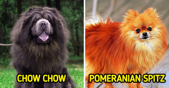 10 Dog Breeds That You May Not See Around So Often