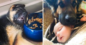 20+ Hilarious Reasons Why You May Want to Rethink Getting a German Shepherd