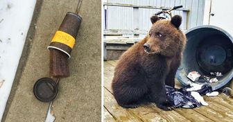 22 Wild Things You Will Only See in Alaska