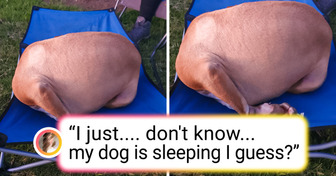 21 Pictures That Prove Pets Can Behave in Mysterious Ways