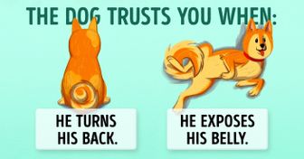 16 Useful Clues for Anyone Who Wants to Understand Dogs Better