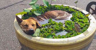 15+ Super-Chill Animals That Reached the Ultimate Level of Relaxation