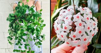 12 Succulent Plants That Will Bring Coziness to Your Home