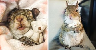 An Adorable Squirrel Rescued From a Hurricane Can’t Sleep Without Her Cuddly Teddy Bear, and the Cuteness Is Overwhelming