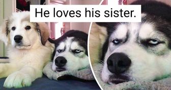 20+ Dogs That Were Perfectly Happy Until Their Owners Decided to Get Another Pup