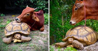 Meet Simon and Leonardo, a Disabled Baby Cow and a Giant Tortoise Who Are Always There for Each Other