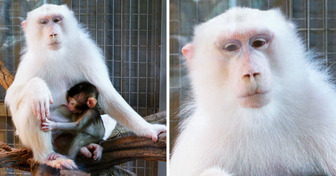 15 Albino Animals That Enrich the Beauty of Our Planet