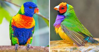 20 Feathery Rainbows, Also Known As Colorful Birds
