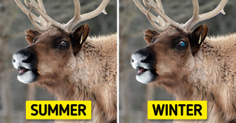 14 Wild Facts About Animals That Will Probably Leave You Stunned