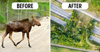 Some Countries Build Wildlife Crossings Over Highways, and They’re So Effective We Need Them Everywhere