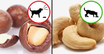 Foods That Are Good for Your Dog and Foods That Can Be Harmful to Them