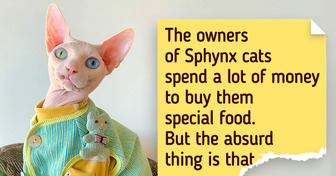 Why Sphynx Cats Went Bald and How They Managed to Find Fans All Around the World