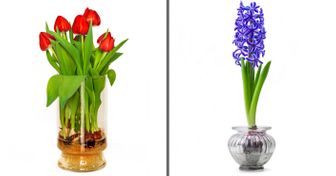 19 Flowers and Vegetables You Can Grow With Only a Glass of Water