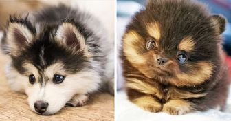25 Dog Cross Breeds That Are So Cute You’ll Immediately Want a Mutt