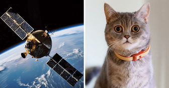 NASA Received a Cat Video From Space Which Came From 19 Million Miles Away