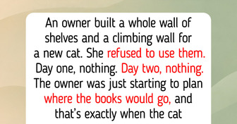 12 DIY Cat Shelves and Walls: a Tiny Home in a Dresser and Shelves That Almost Held Books