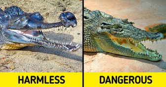 14 Animals We’re Often Afraid of That Aren’t Actually All That Dangerous