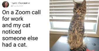 15 Photos That Prove Cats Rule This World