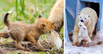 20 Cute Times Animal Moms Totally Nailed Parenting