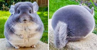 22 Adorable Chinchilla Photos That Will Melt Your Heart