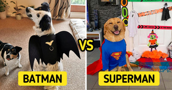8 Halloween Pet Costumes for Those Who Want to Make the Most of This Spooky Day