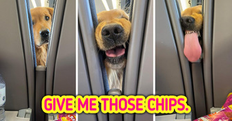 A Hungry Dog on a Train Made the Whole Internet Want to Feed It
